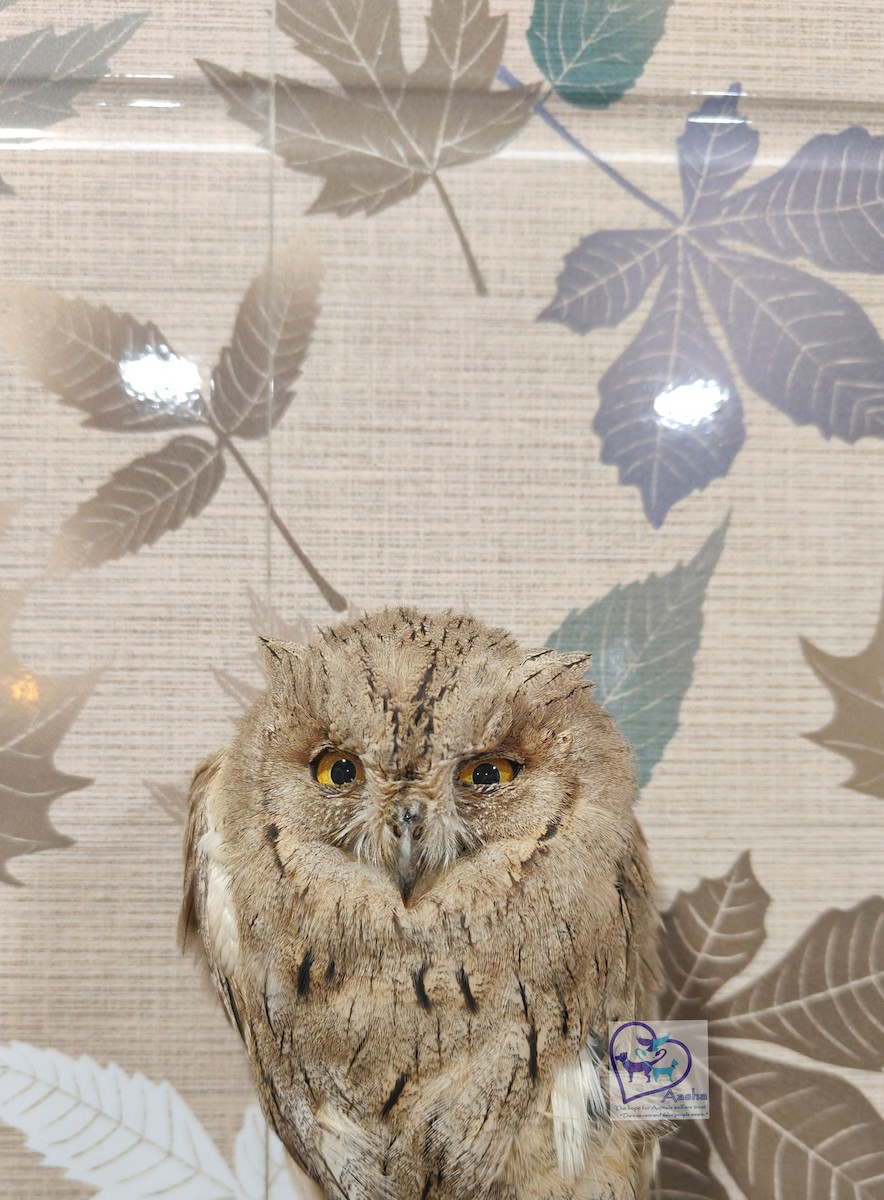 Pallid Scops-Owl - ML645248342