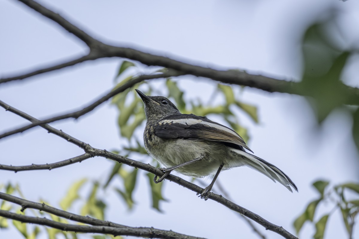 Oriental Magpie-Robin - ML645248344