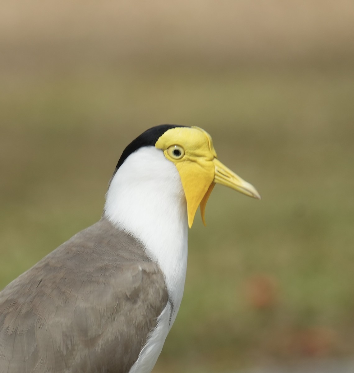 Hegabera maskaraduna - ML645248346