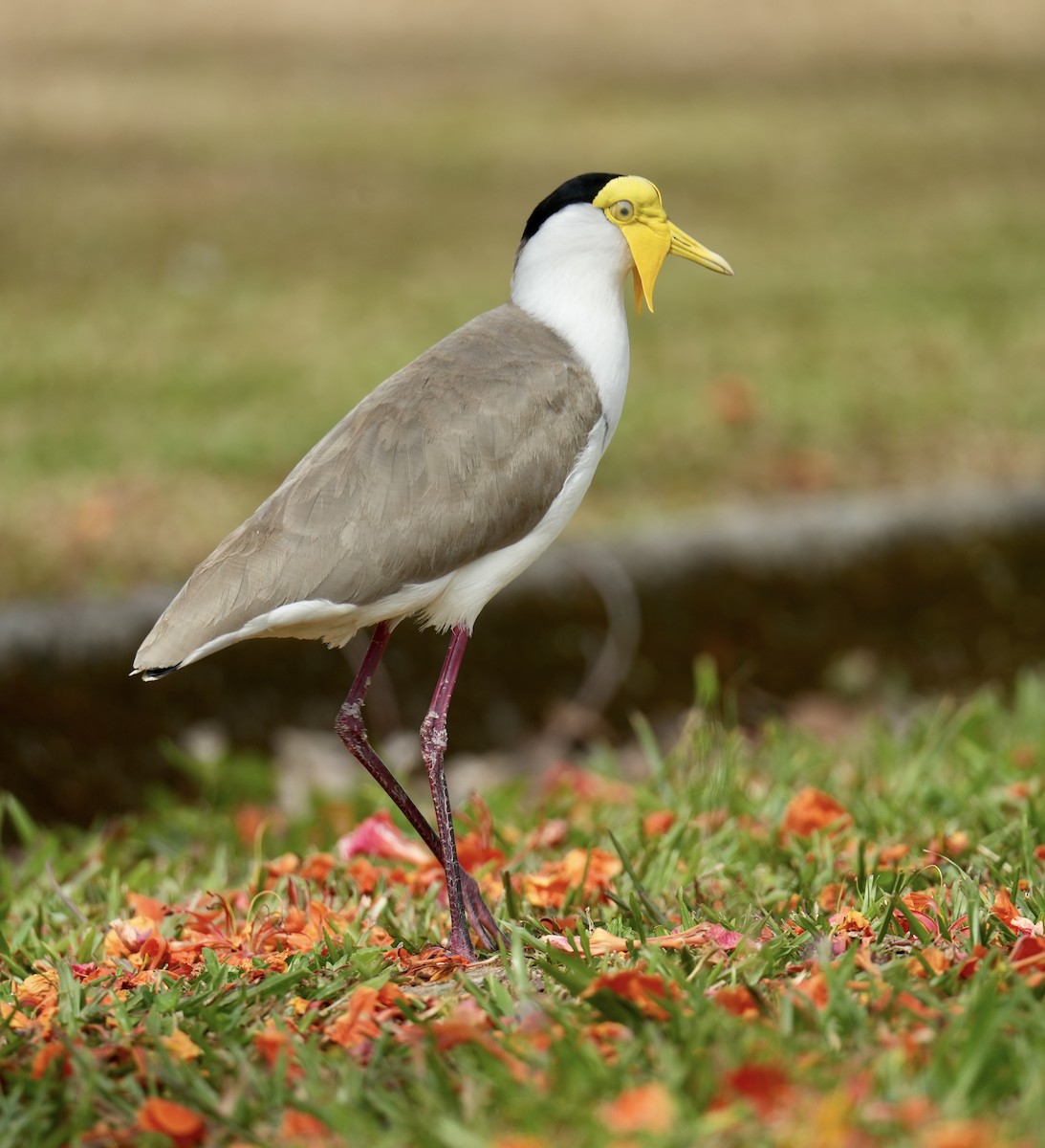 Hegabera maskaraduna - ML645248347