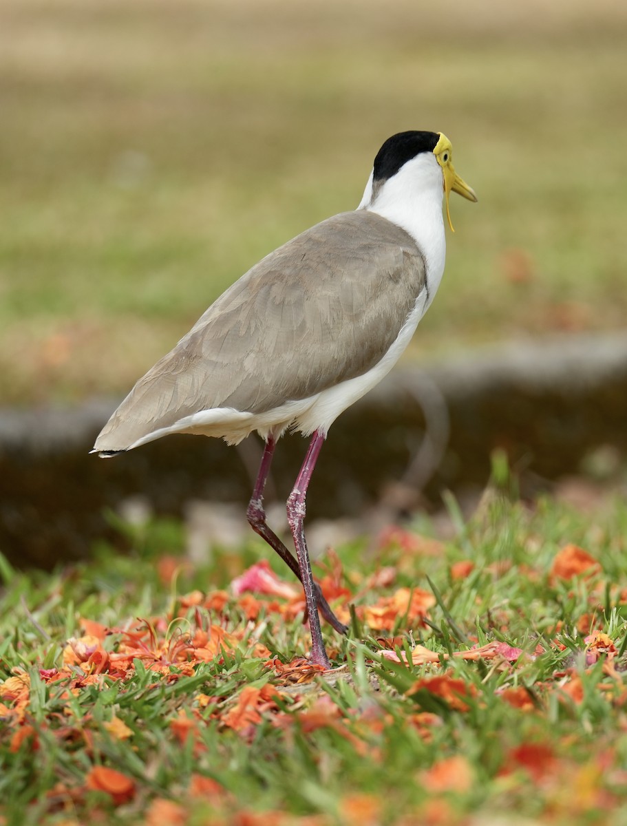 Hegabera maskaraduna - ML645248348