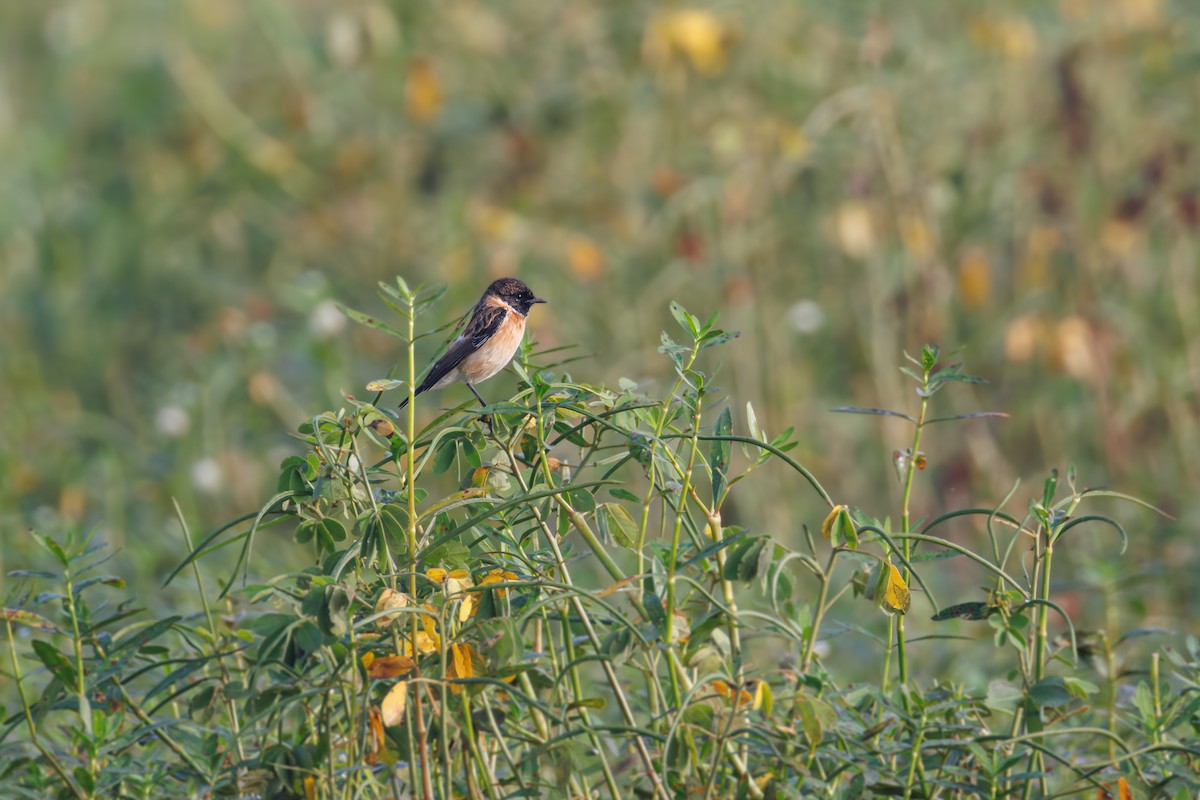 Siberian Stonechat - ML645248354