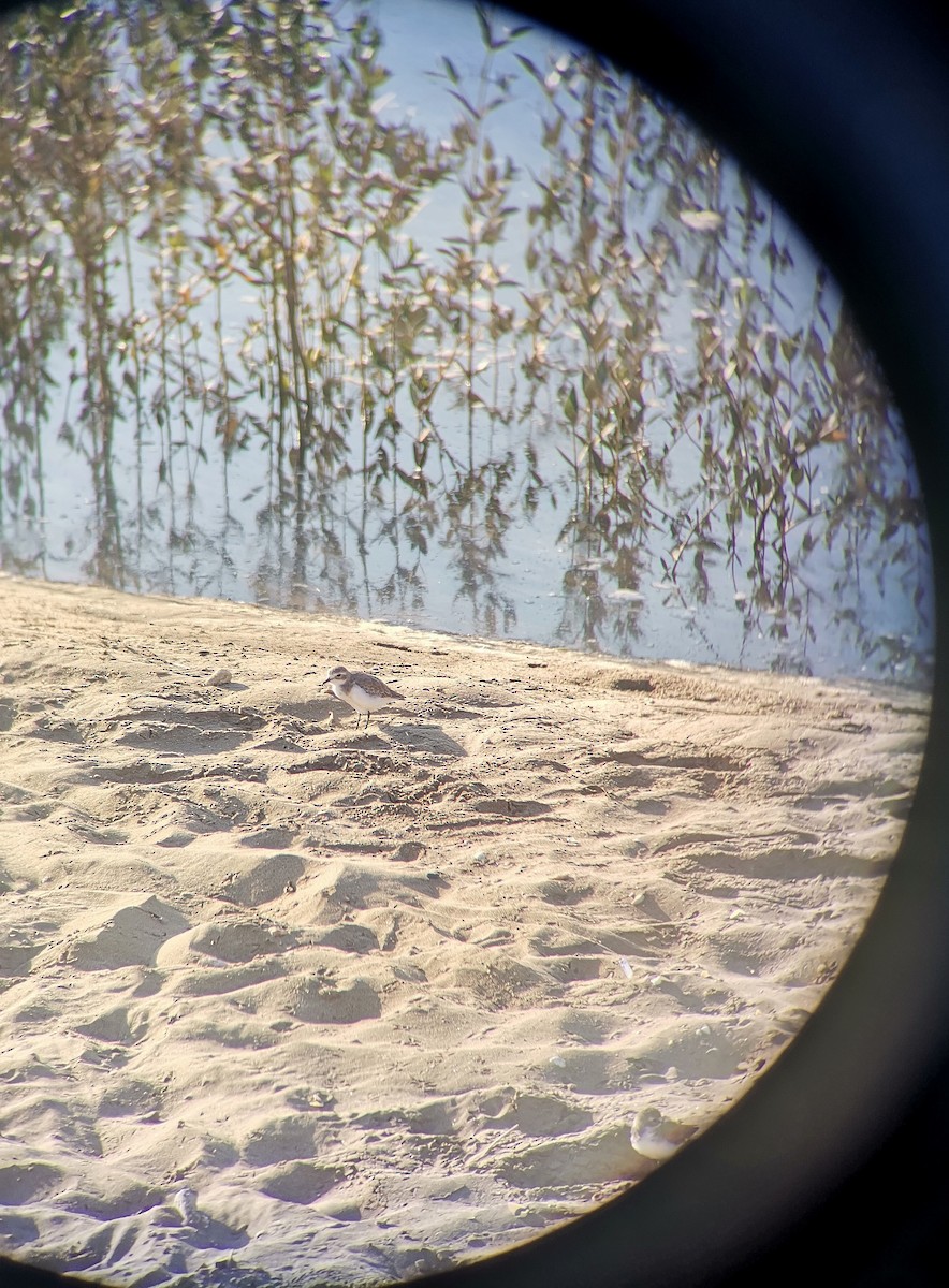 Tibet Cılıbıtı - ML645248361