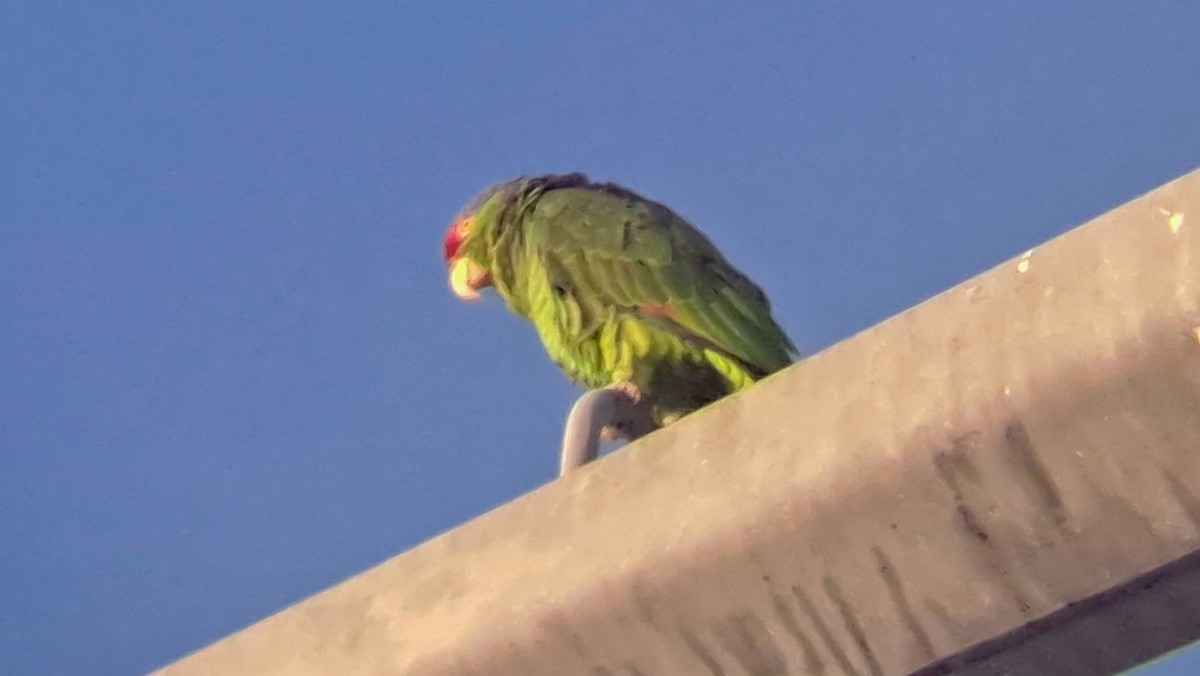 Yeşil Yanaklı Amazon - ML645248363