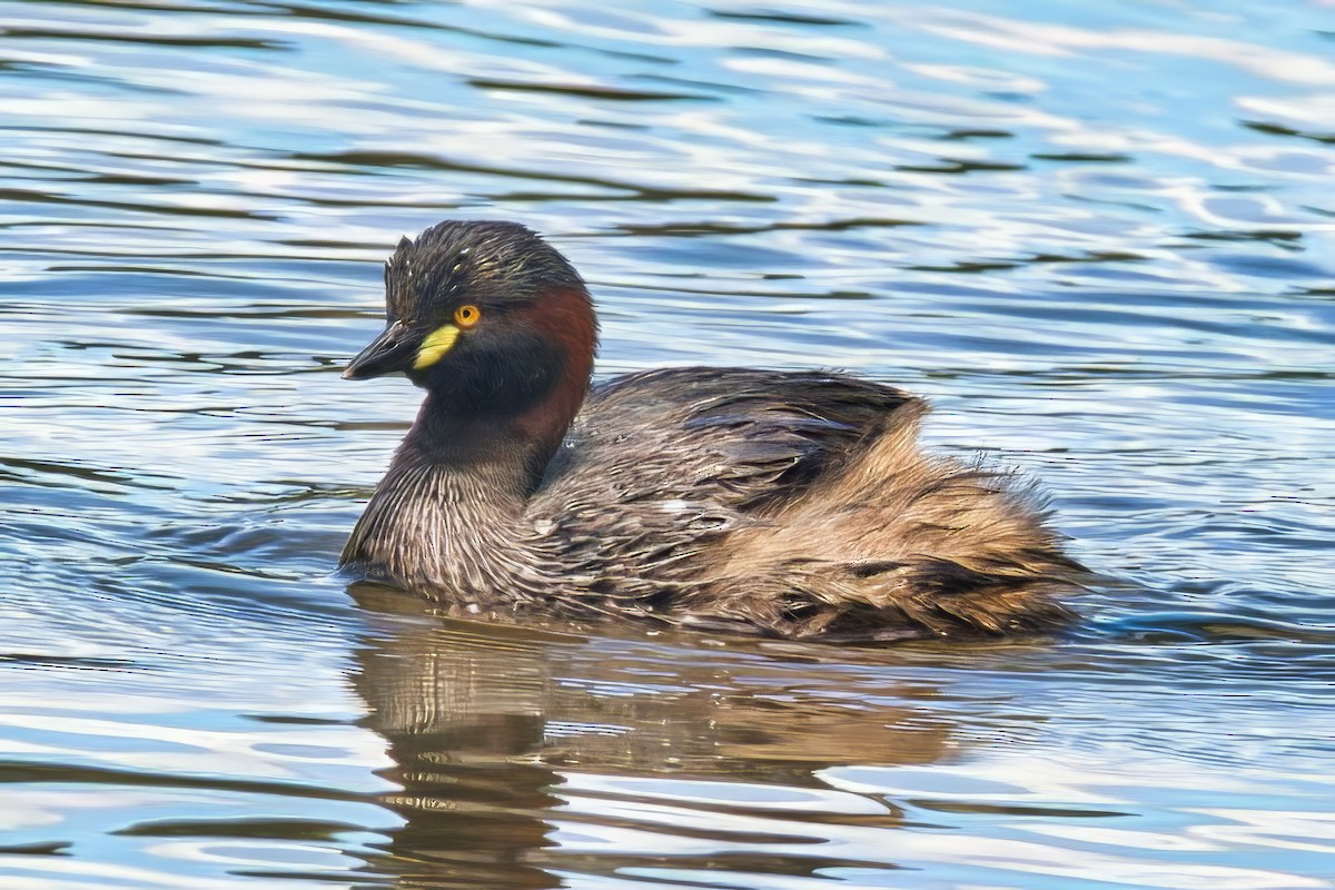 Australasian Grebe - ML645248364