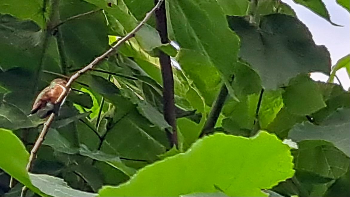 Allen Kolibrisi - ML645248368