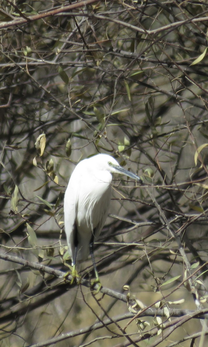 Little Egret - ML645248379