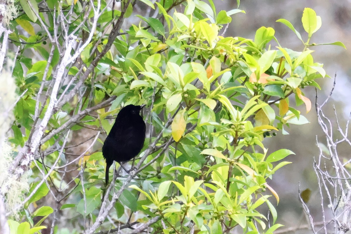 Loria's Satinbird - ML645248389