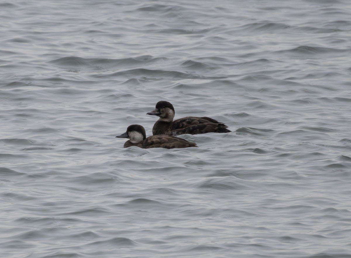 turpan žlutozobý - ML645248398