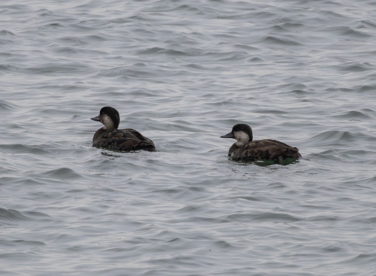 turpan žlutozobý - ML645248399