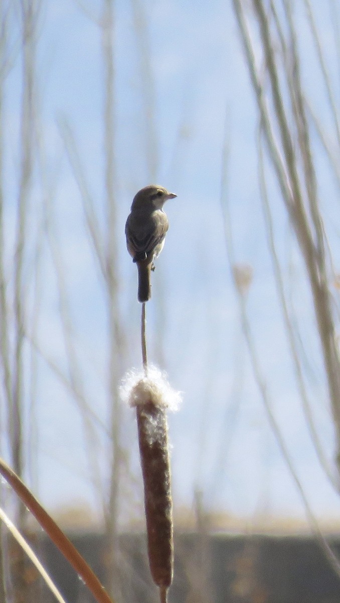 isabellavarsler - ML645248414