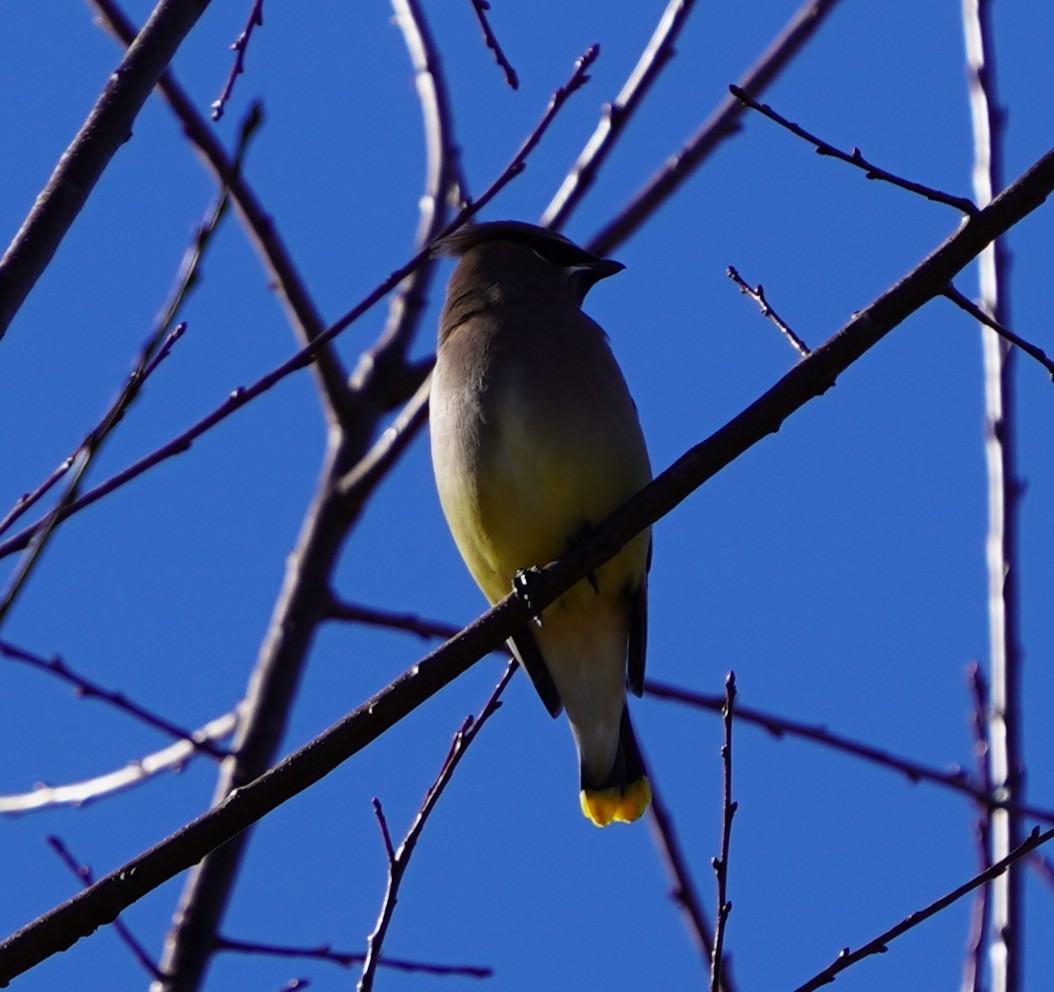Cedar Waxwing - ML645248426