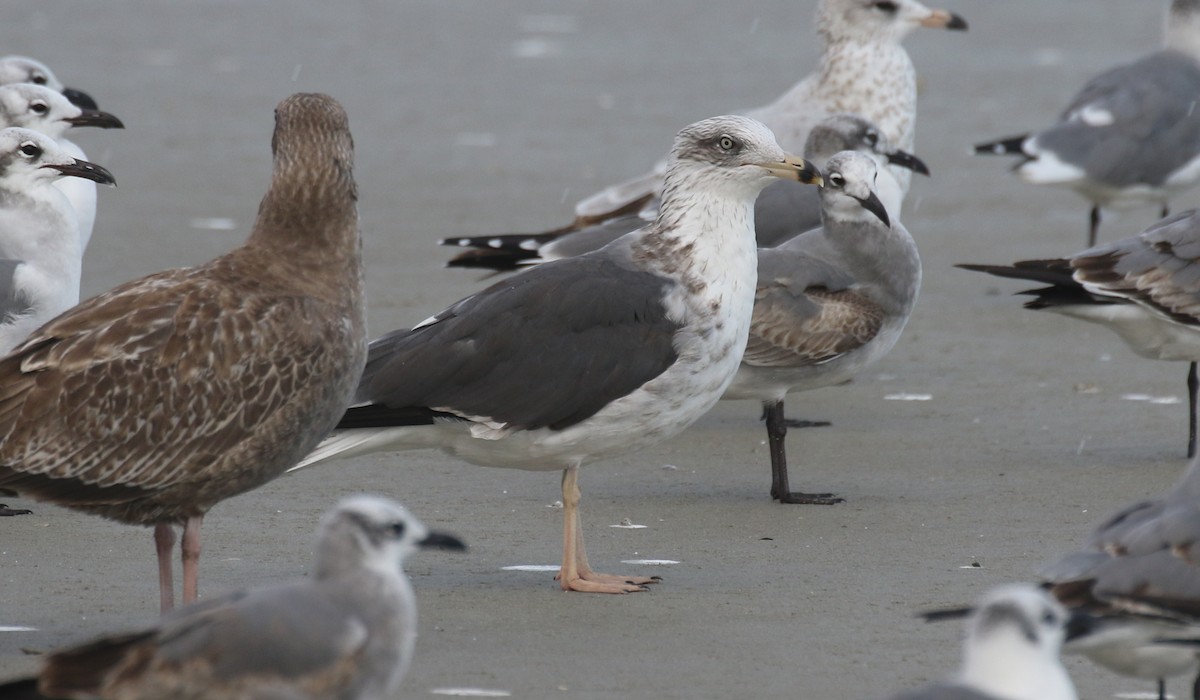 Zafferano - ML645248434