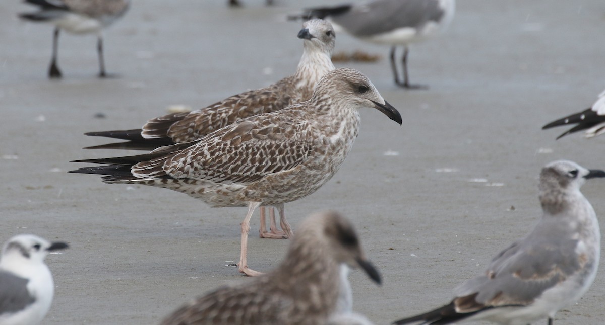 Zafferano - ML645248435