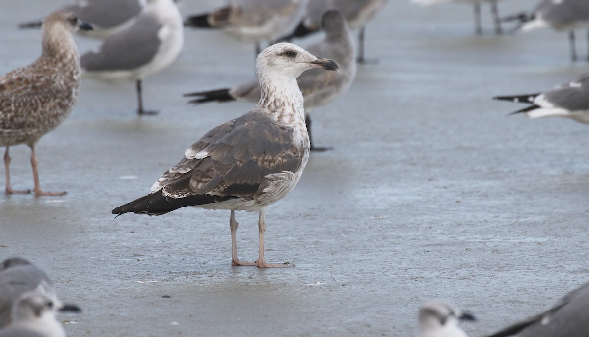 Zafferano - ML645248436