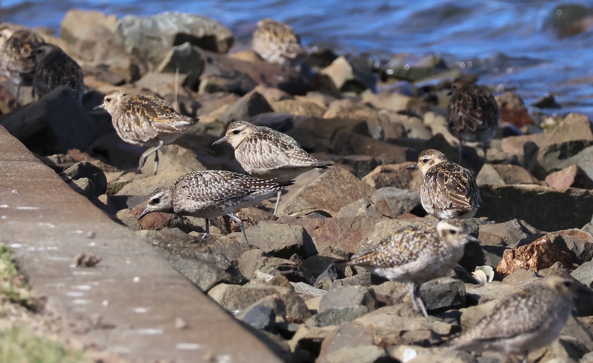 Pacific Golden-Plover - ML645248438