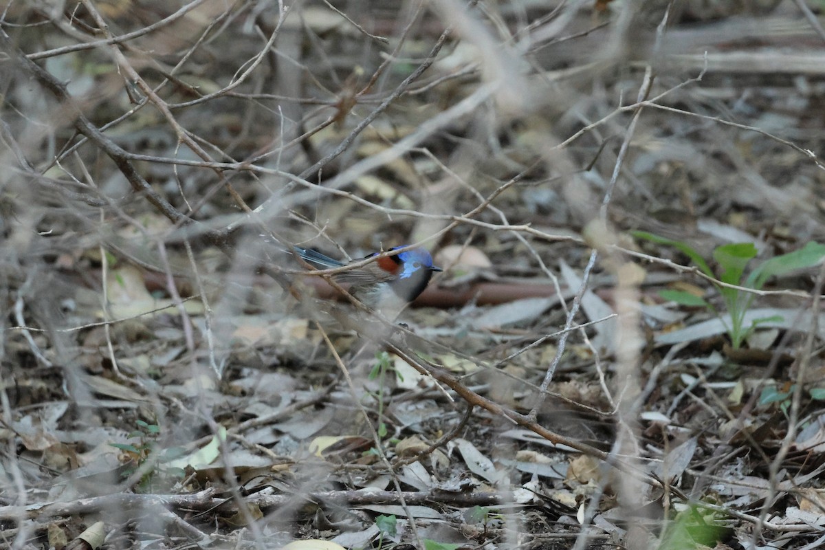 Purple-backed Fairywren - ML645248440