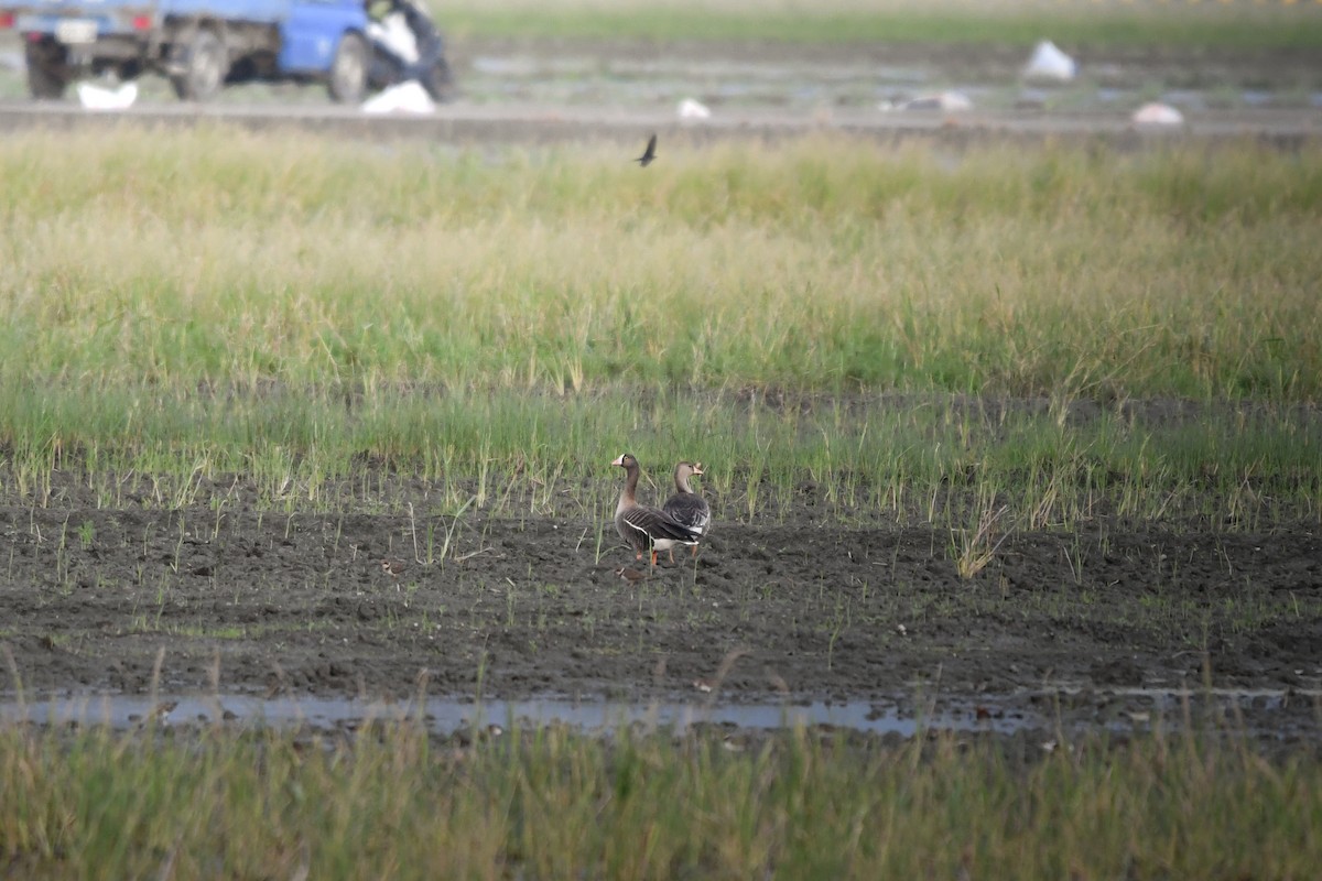 Lesser White-fronted Goose - ML645248444
