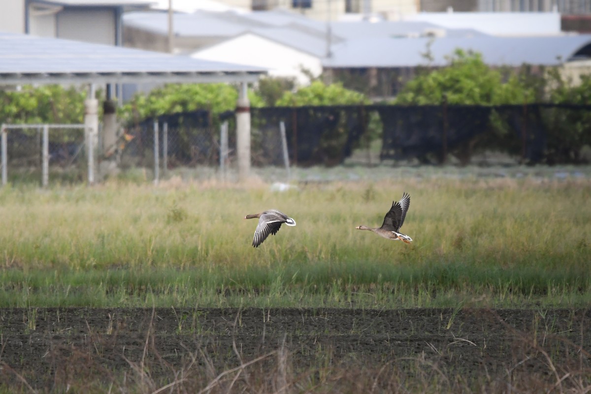 Lesser White-fronted Goose - ML645248445