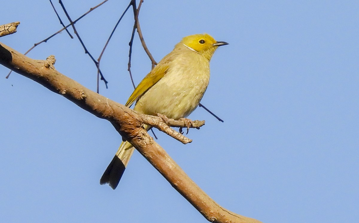 hvitsmykkehonningeter - ML645248447