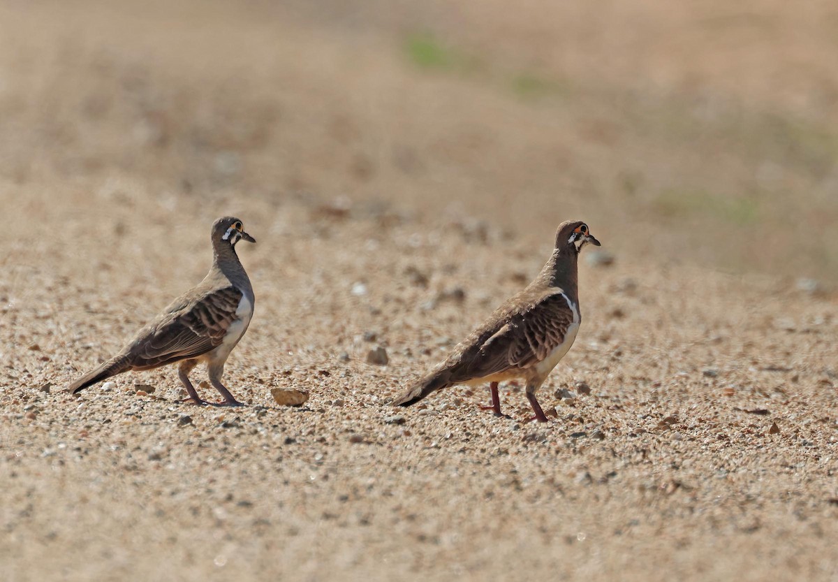 Squatter Pigeon - ML645248448