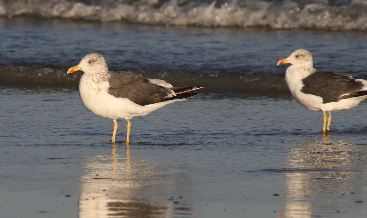 Zafferano - ML645248449