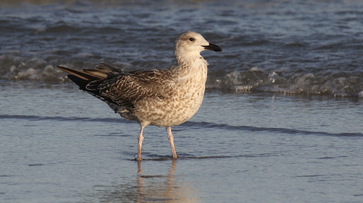 Zafferano - ML645248450