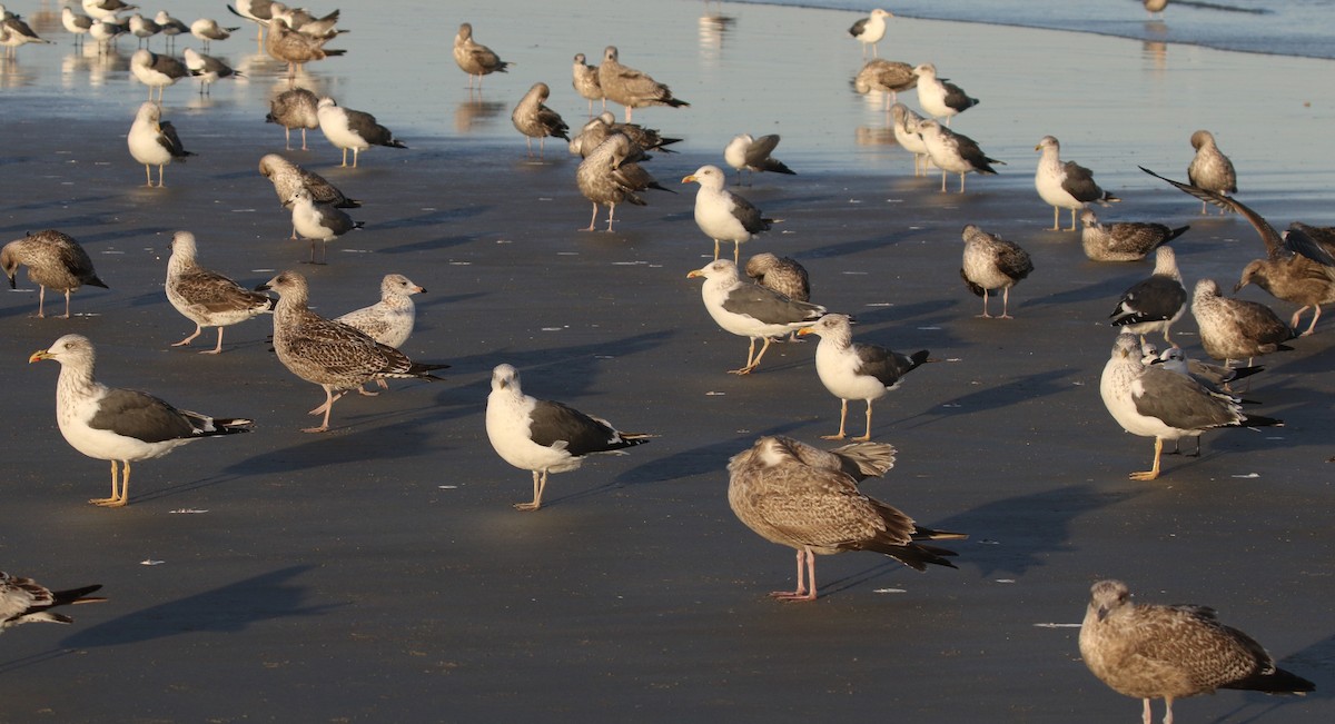 Zafferano - ML645248451