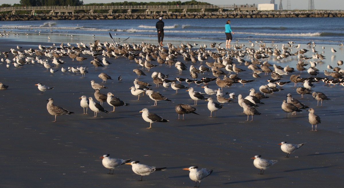 Zafferano - ML645248452