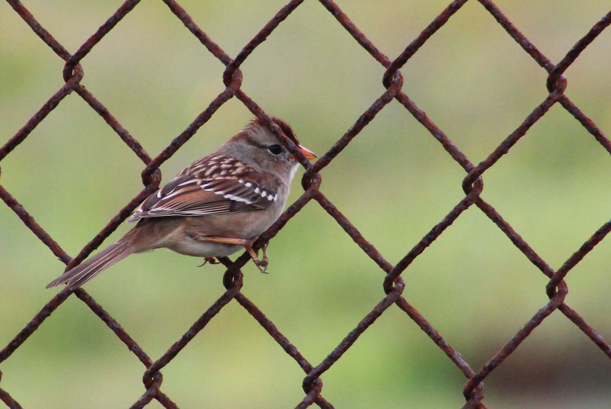 Porsuk Serçesi - ML645248453