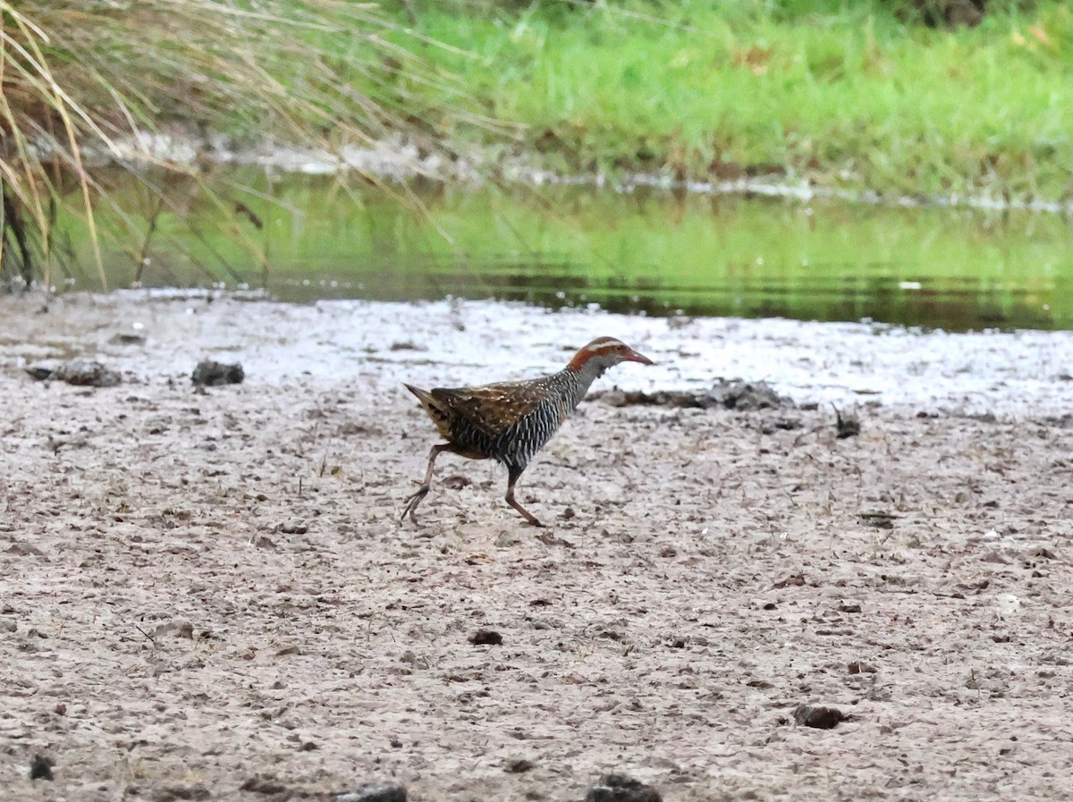 Buff-banded Rail - ML645248454