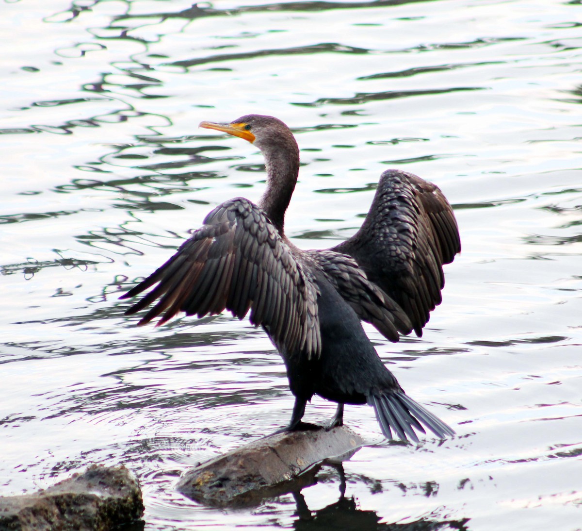 Cormoran à aigrettes - ML645248470