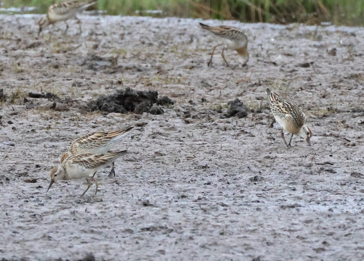 Sharp-tailed Sandpiper - ML645248471