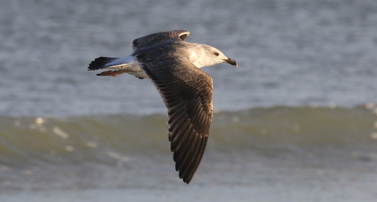 Zafferano - ML645248478