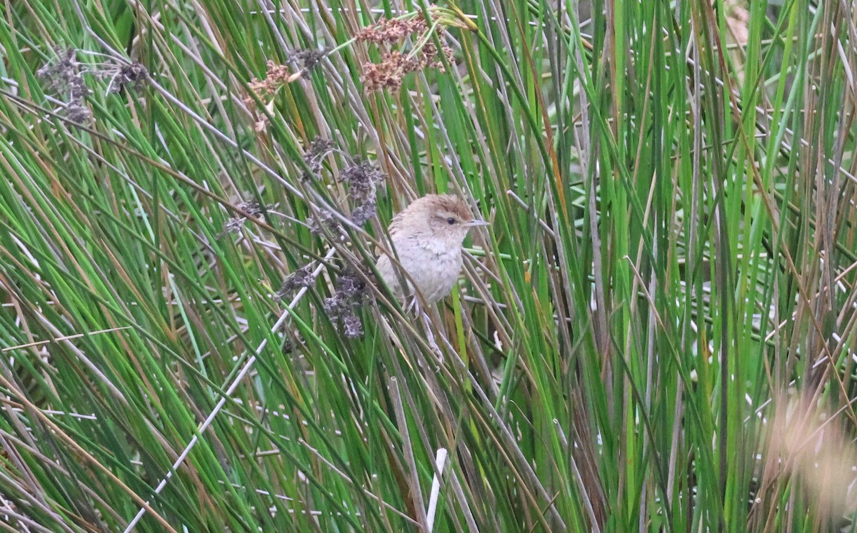 Little Grassbird - ML645248480