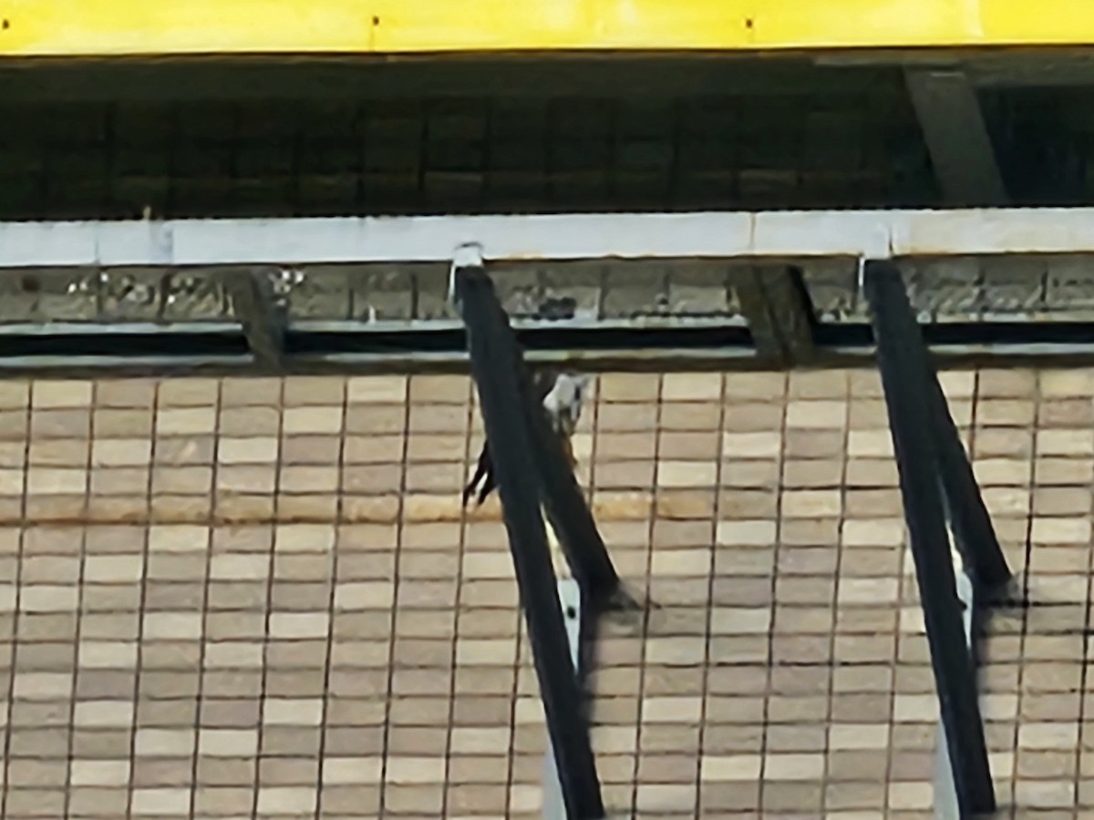 sokol stěhovavý - ML645248485