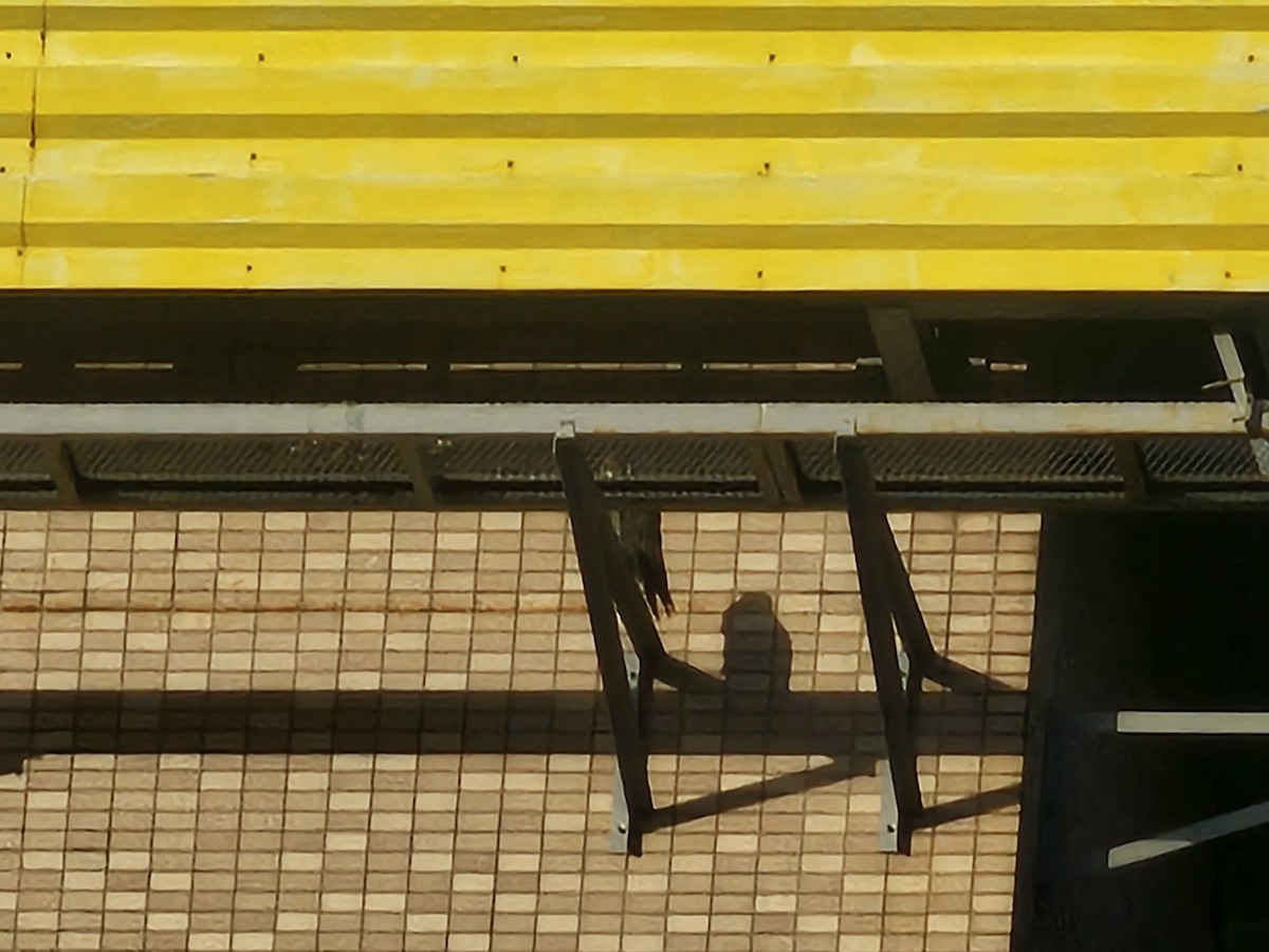 sokol stěhovavý - ML645248486