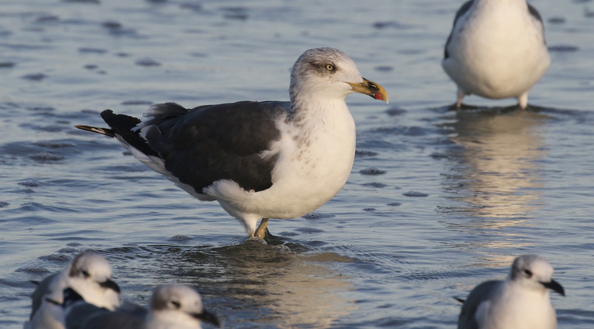 Zafferano - ML645248487