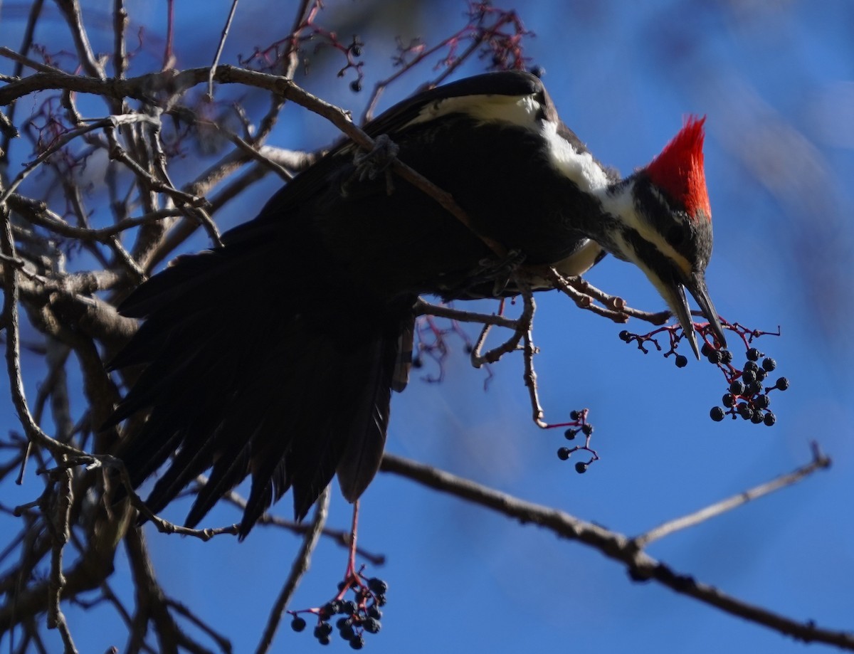 datel chocholatý - ML645248488