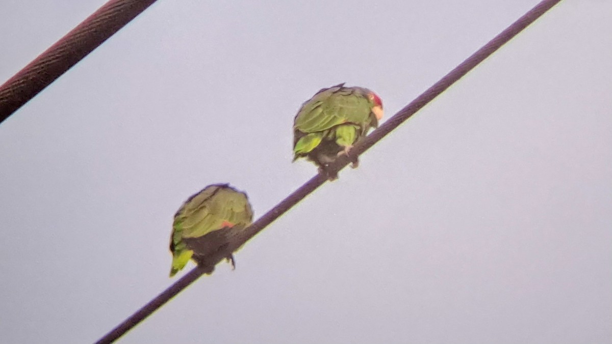 Yeşil Yanaklı Amazon - ML645248489