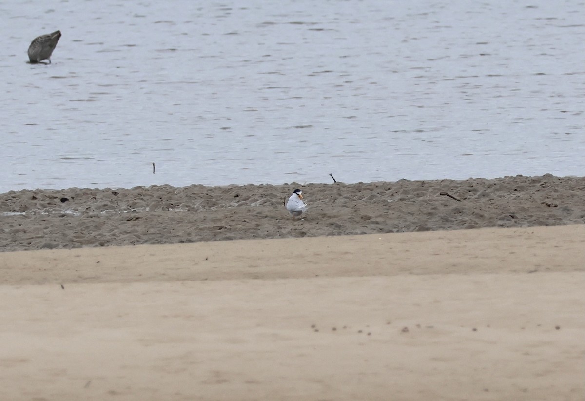 Little Tern - ML645248504