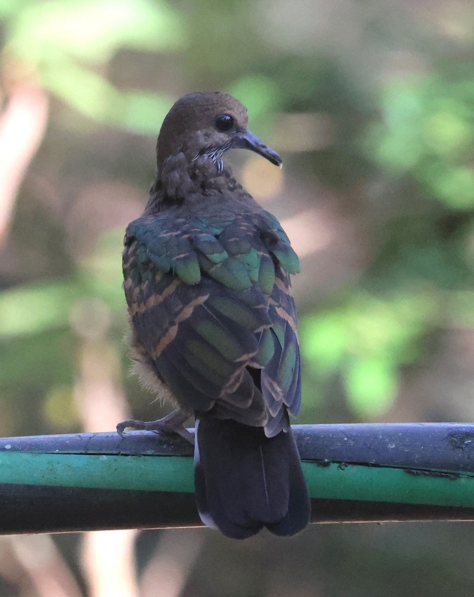 Pacific Emerald Dove - ML645248516