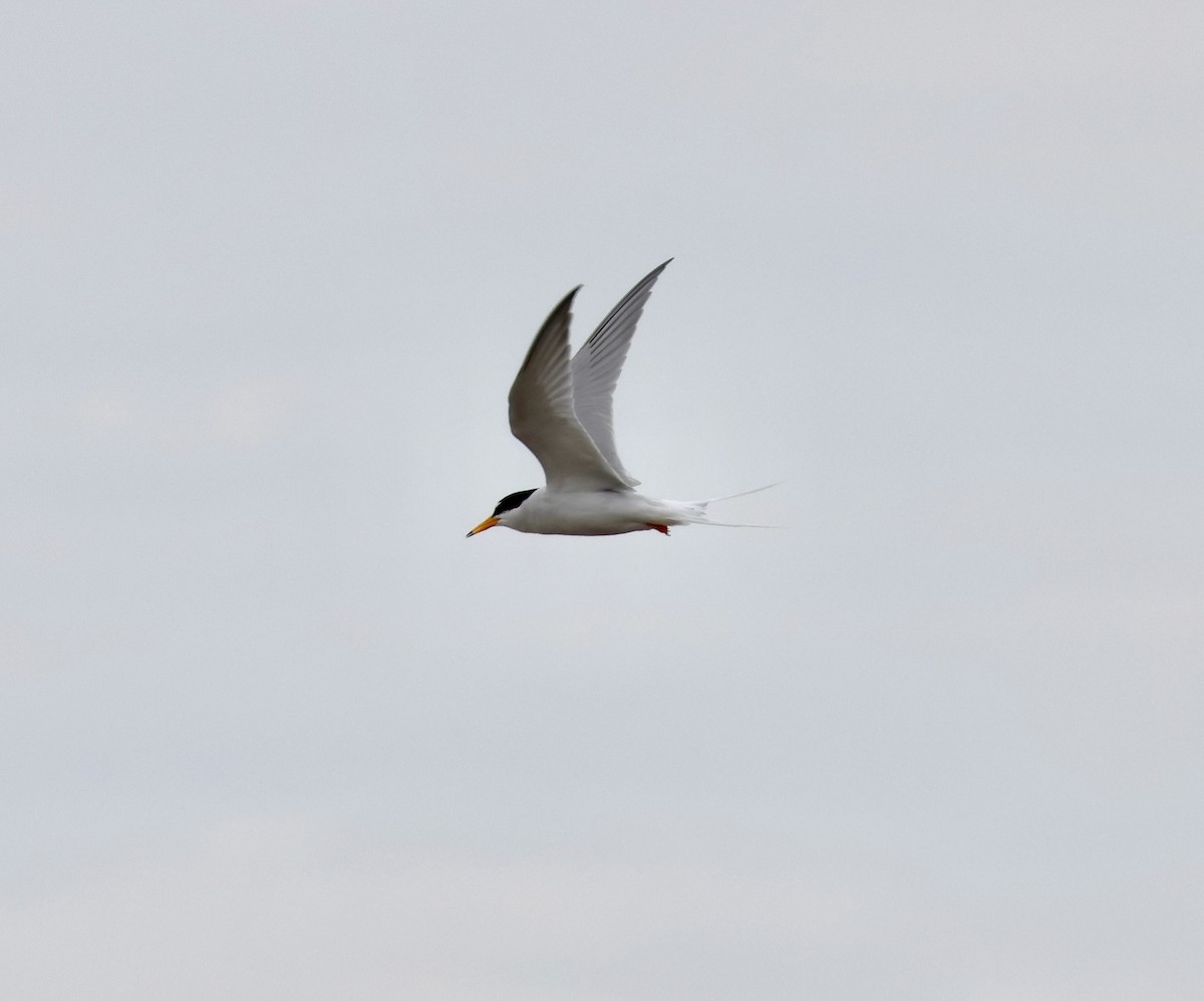 Little Tern - ML645248517