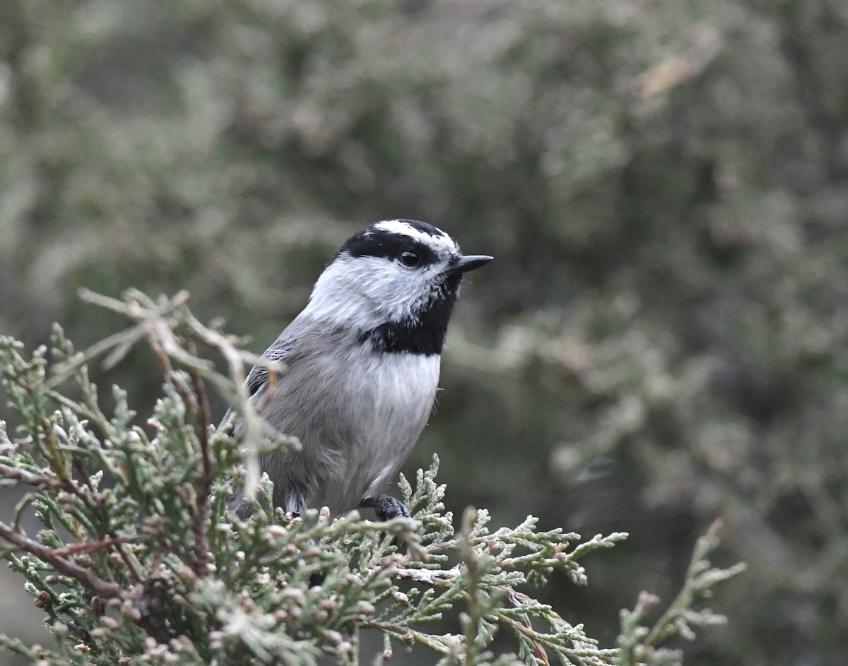 Mountain Chickadee - ML645248518