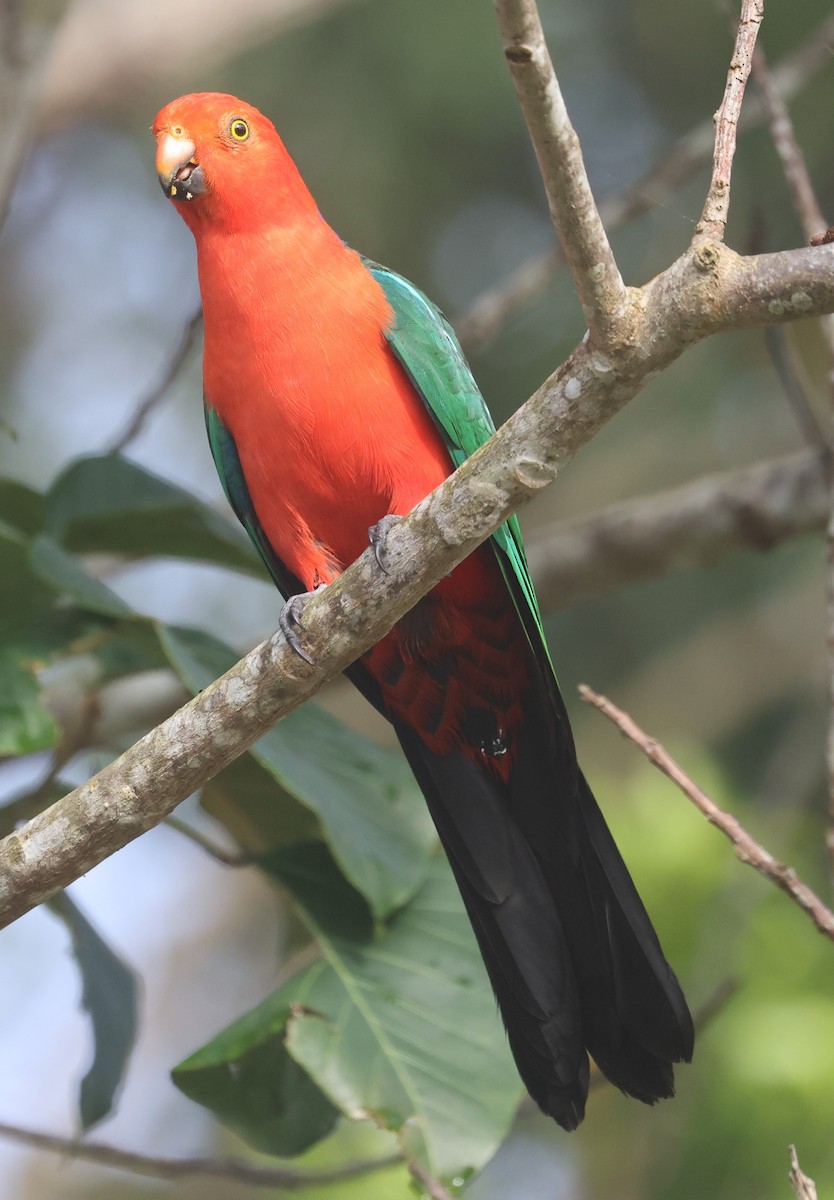 Australian King-Parrot - ML645248520