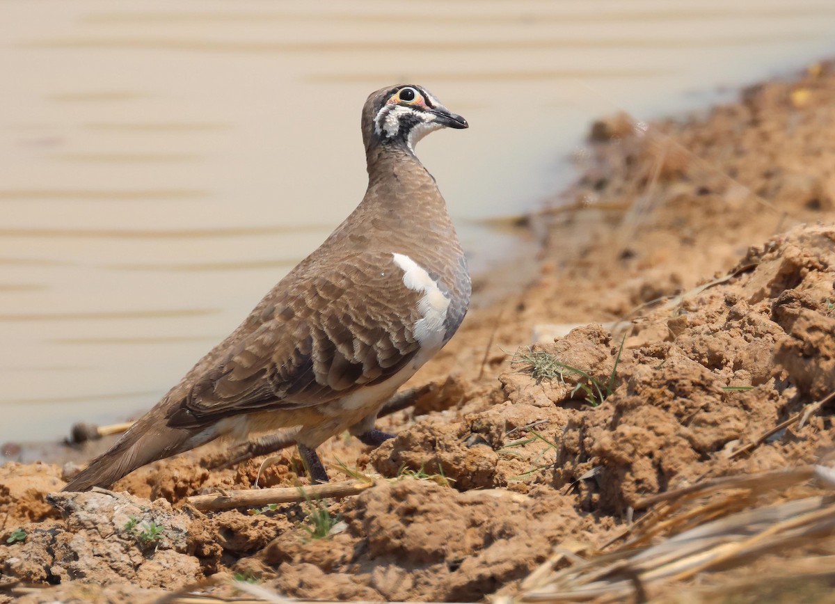 Squatter Pigeon - ML645248525
