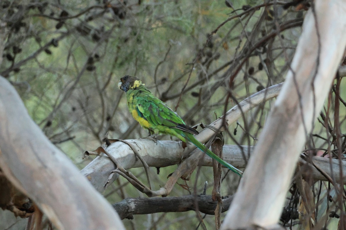 Australian Ringneck - ML645248526
