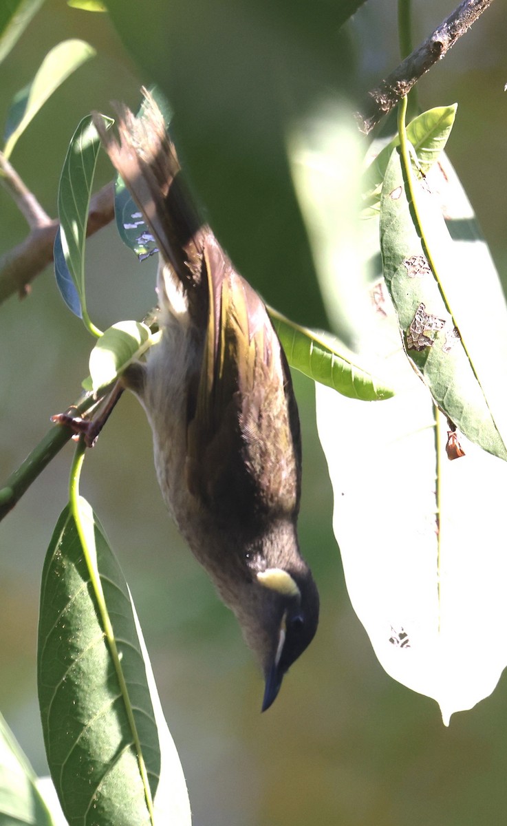 Lewin's Honeyeater - ML645248527