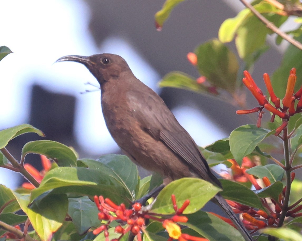 Dusky Myzomela - ML645248530