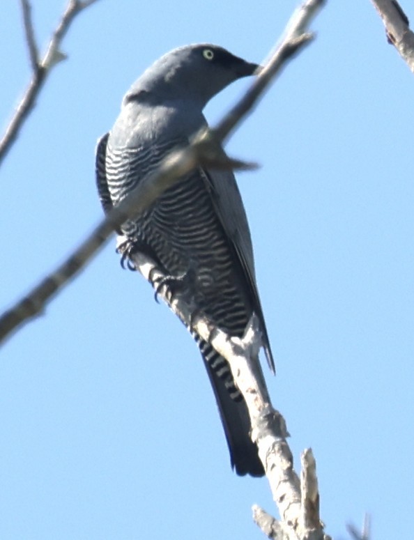 Barred Cuckooshrike - ML645248532
